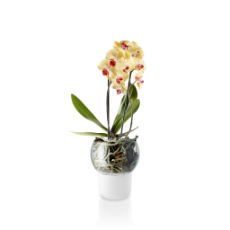 Samozavlažovací kvetináč na orchidey Frosted Big
