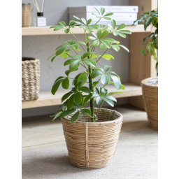 Ratanový obal na kvetináč Mayfield 20 cm