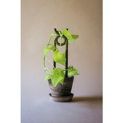                             Opora pre rastliny Oni Moss Green                        