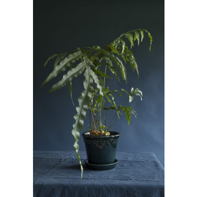                             Kvetináč Kobenhavner glazovaný Petrol Blue 14 cm                        
