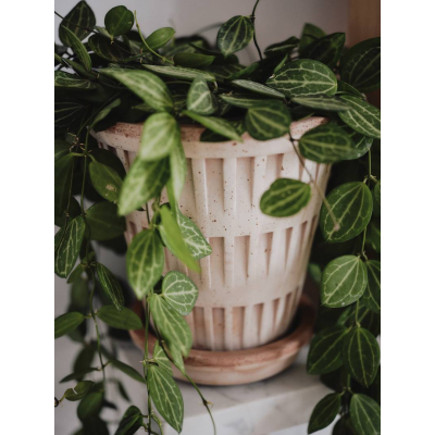                             Kvetináč Pantheon s podmiskou Raw Rosa 18 cm                        