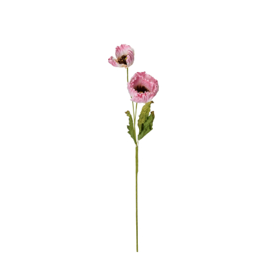 Vlčí mak Poppy Pink                    