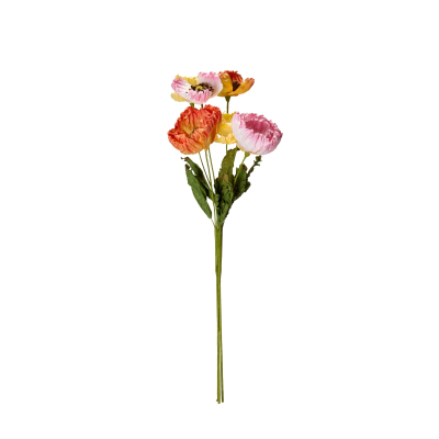                             Vlčí mak Poppy Pink                        
